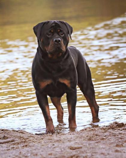 King Royal Von Schwarzberg | Rottweiler 