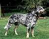 TURRELLA BLUE BEN HUR | Australian Cattle Dog 