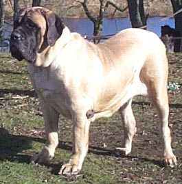 Kumormai Scarlett Ohara | Mastiff 