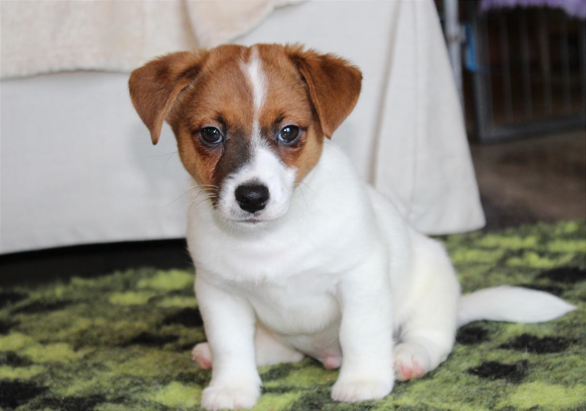 Ukropchik Teren | Jack Russell Terrier 