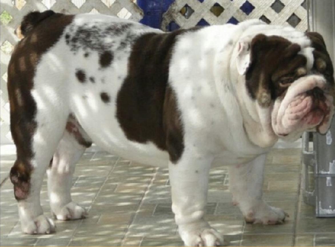 Cowboy Bullies Chocolate Texan | Olde English Bulldogge 