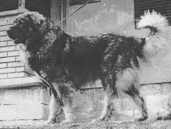 Gari korab | Yugoslavian Shepherd Dog-Sarplaninac 