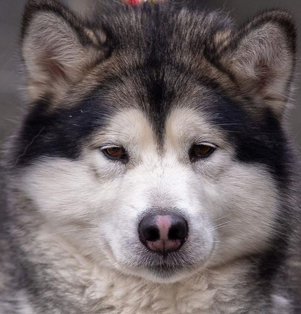 Snowflake of Alaska Absolutely Victory | Alaskan Malamute 