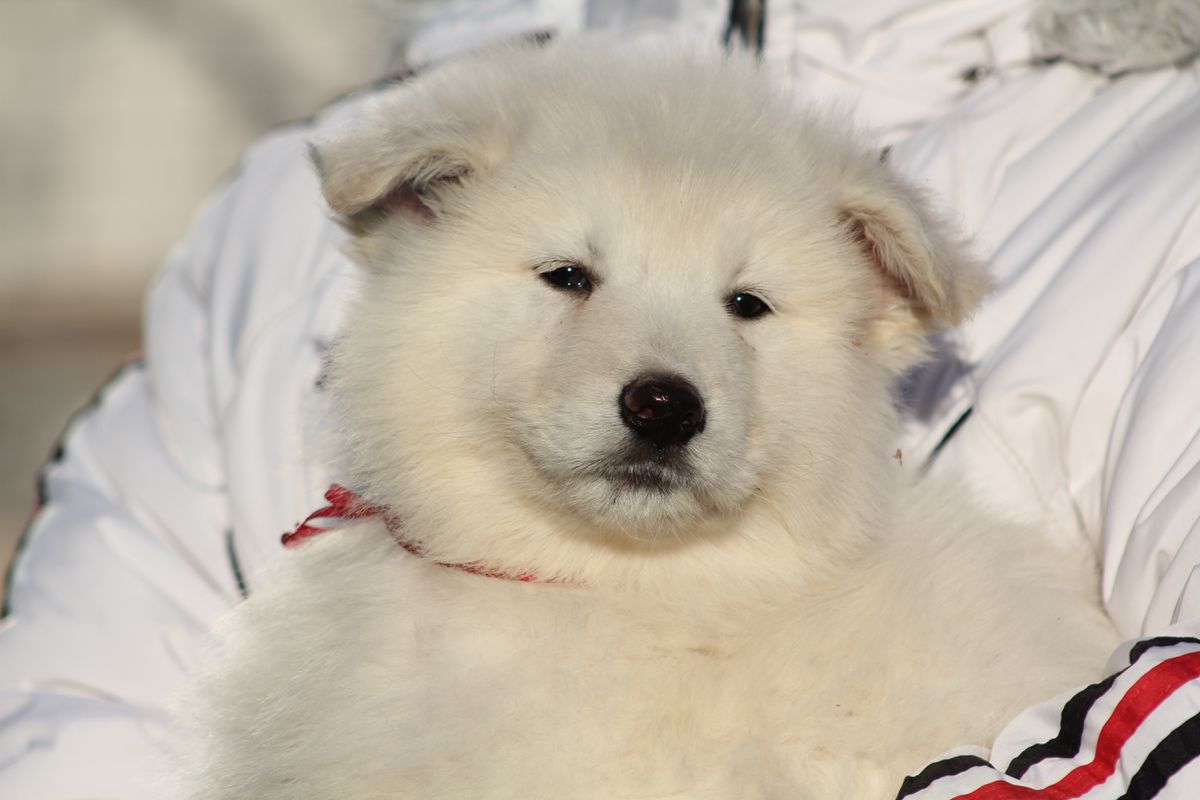 FIELISS MARMOLADA | White Swiss Shepherd Dog 