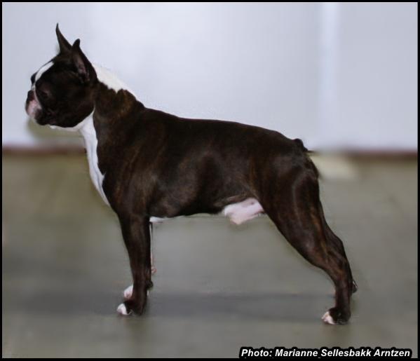 Mtnviews Xmasgift To Mamahouse | Boston Terrier 