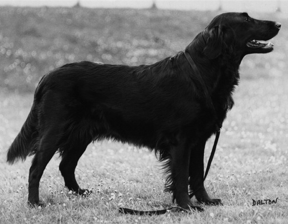 Palnure Pride of Branchalwood | Flat-Coated Retriever 