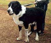 DIKIY BAYGUSH | Central Asian Shepherd Dog 