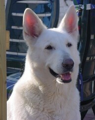 Angie of the White Swallow Dog | White Swiss Shepherd Dog 