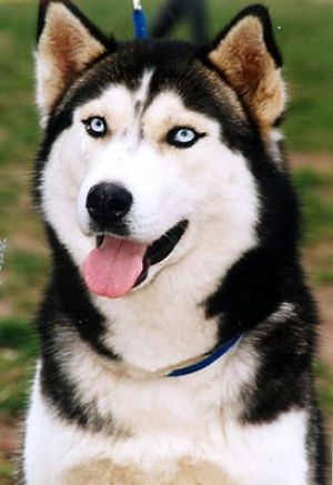 Z-Wounded knee z Lodice | Siberian Husky 