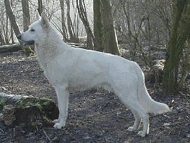Corus Nairo Of The Heart Of Lothian | White Swiss Shepherd Dog 
