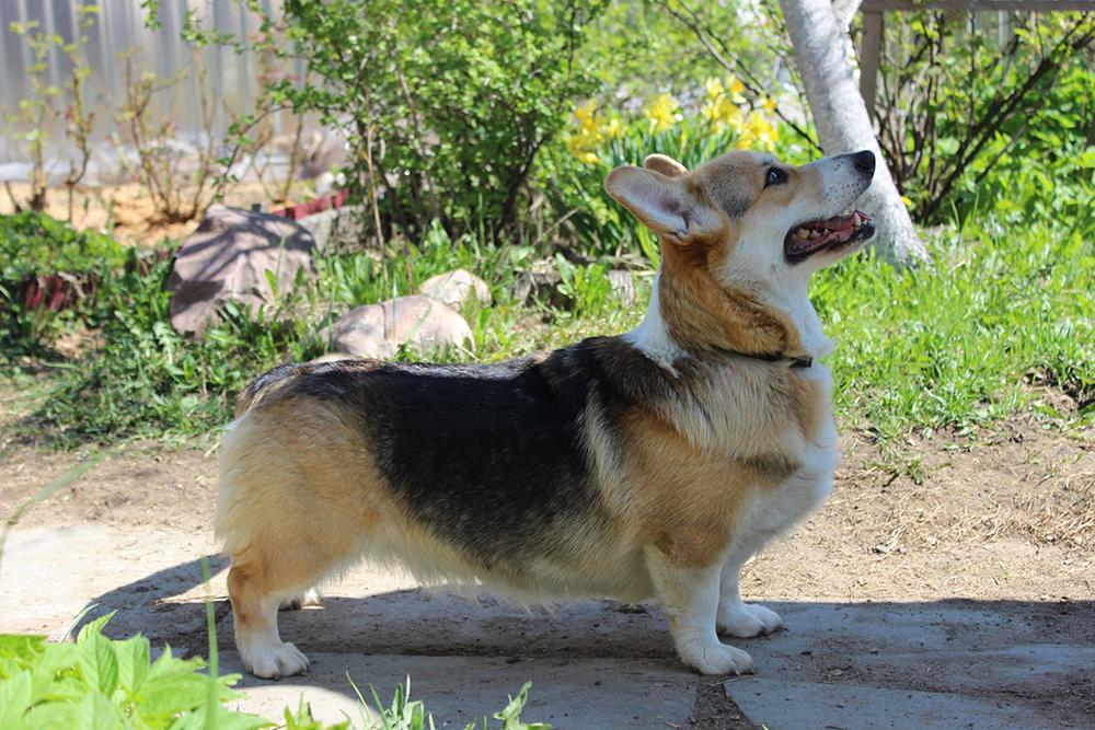 HITROVANKA HUNNY IZ RODNIKOV | Pembroke Welsh Corgi 