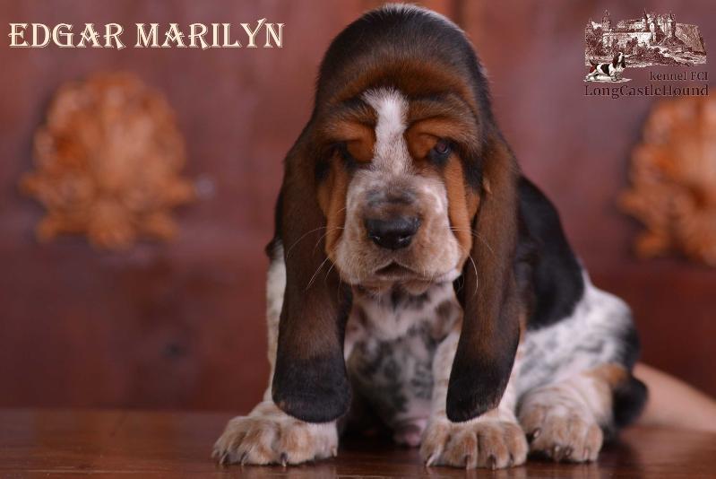 Edgar Marilyn Long ?astle ?ound | Basset Hound 