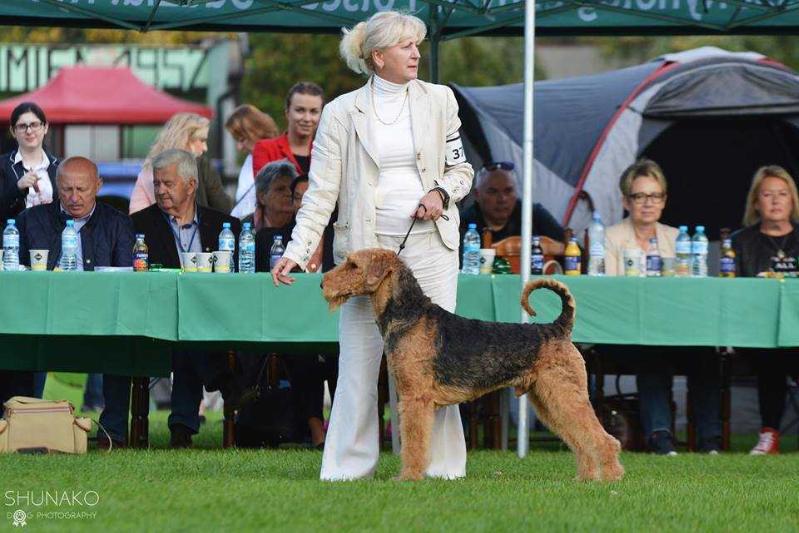 VIGO Z Soleckiej Stanicy | Airedale Terrier 