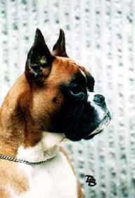 Toekann Van de Boksdoorn | Boxer 
