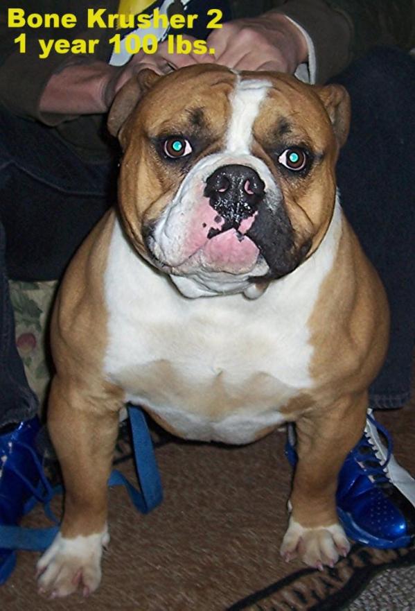 BuffaloCreek's/Pack's Bone Krusher 2 | Olde English Bulldogge 