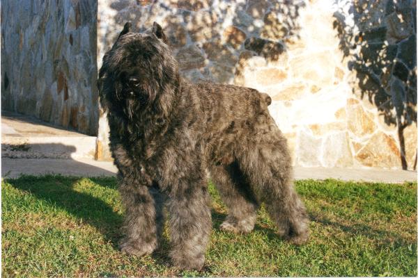 Lopo Roxanne v.d. Overstort | Bouvier des Flandres 