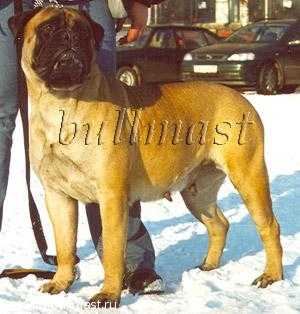 Karina | Bullmastiff 