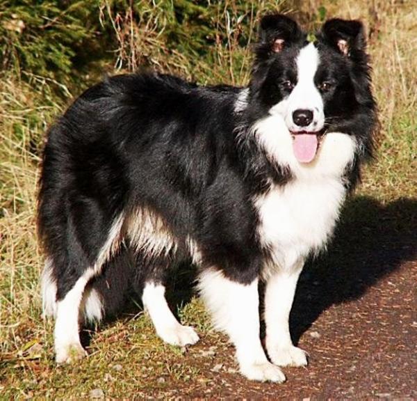 Shoreland's Storm at Skuddenhof | Border Collie 