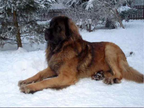 Teamaides Luna Lobo | Leonberger 