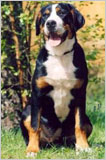 Ulane des joyeuses gambades | Greater Swiss Mountain Dog 