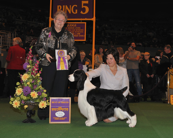 Wil-Orion's Twenty Twenty | English Springer Spaniel 