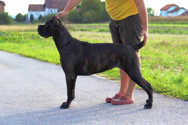 Lady Ramona Custodi Nos | Cane Corso 