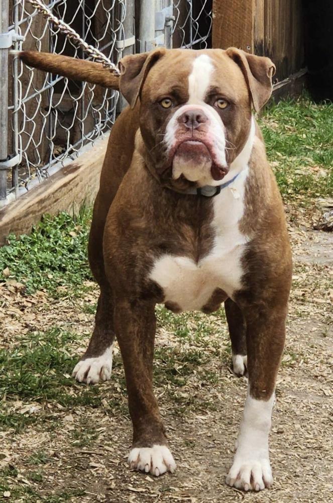 Bruiser Boy's Dallas | American Bulldog 