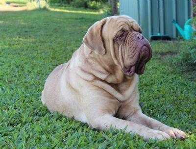 Thorr Z Orisku | Dogue de Bordeaux 