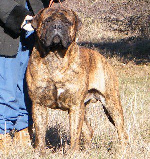 daidalos the safety of fatland | Bullmastiff 