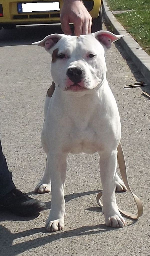 Roughcharm Elijam | American Staffordshire Terrier 