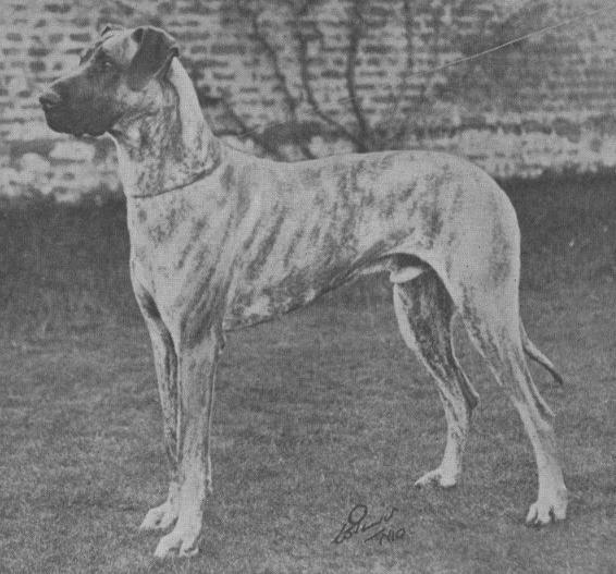 Benvolio of Blendon | Great Dane 