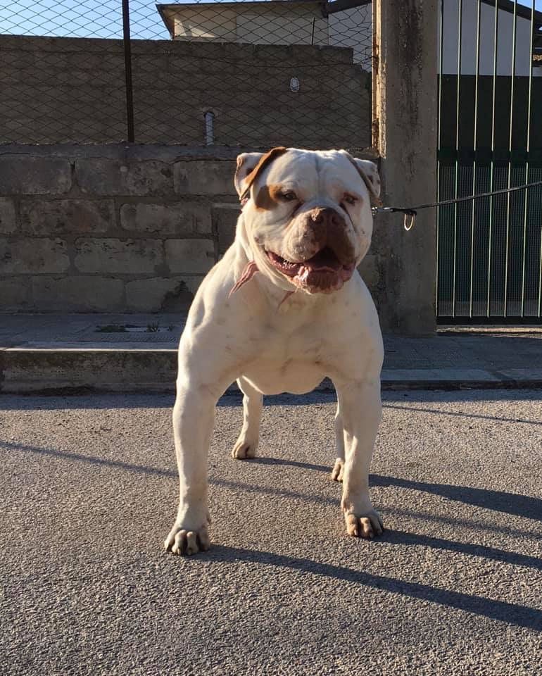 Diavoli di Cava Ispica Era of Eremo Bulldogs | American Bulldog 
