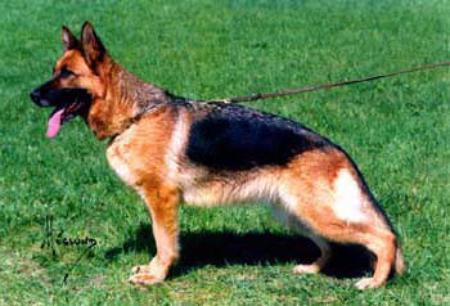 Karat's Nathalie | German Shepherd Dog 