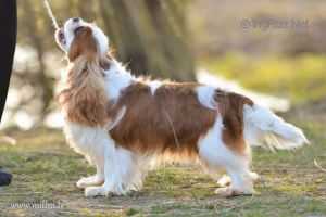 MILBU ALL IN SUN | Cavalier King Charles Spaniel 