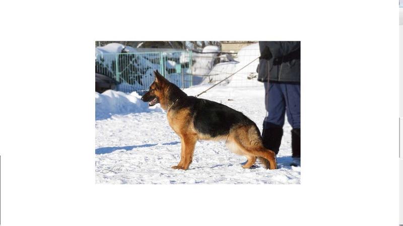 Negus Karil's Zadira | German Shepherd Dog 