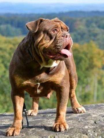 Bullforce Choco (2009) | Olde English Bulldogge 