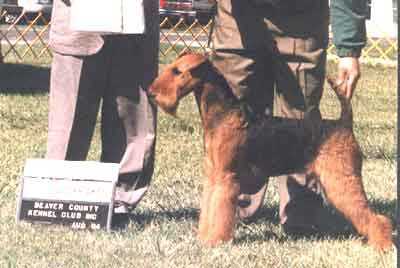 Traymar Love's Helluva Showgirl | Airedale Terrier 