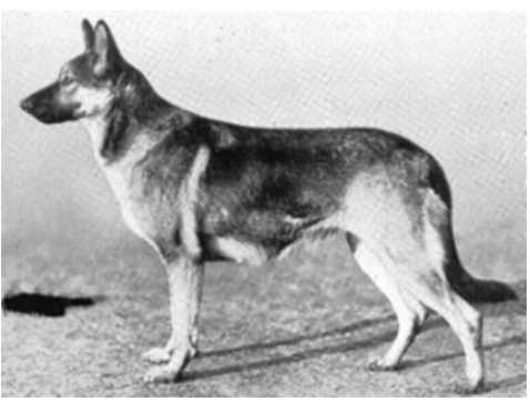 Ruth vom Stolzenfels | German Shepherd Dog 