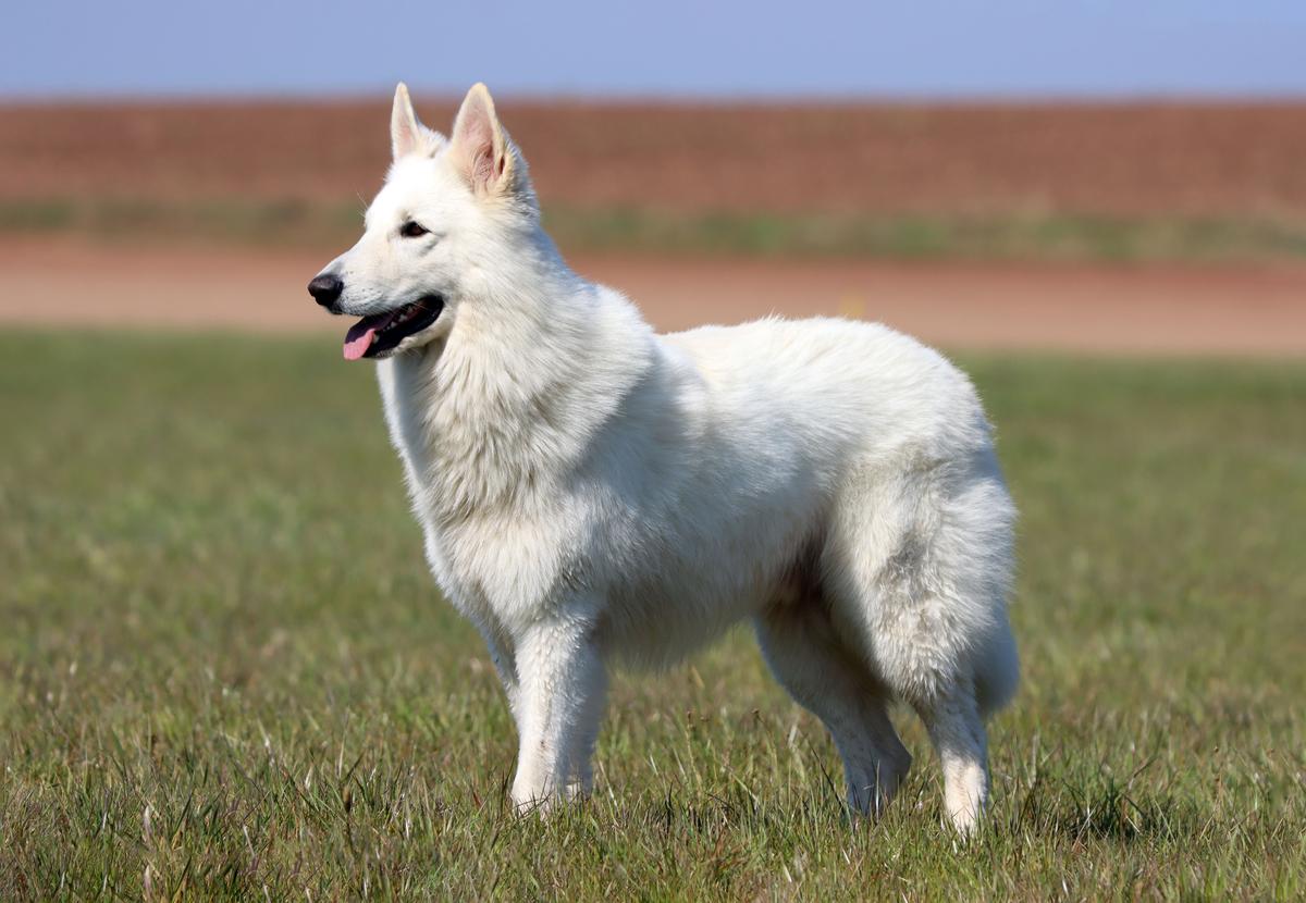 Everlasting Shadows Campino | White Swiss Shepherd Dog 