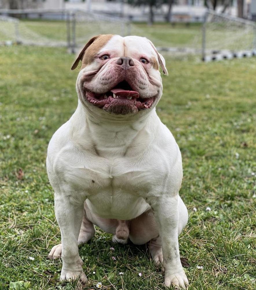 CAMABULLY HULK OF REBELLBULLS | American Bulldog 