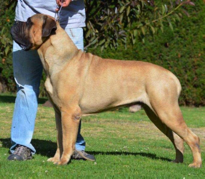 Bullstock's Bogota Ben | Bullmastiff 