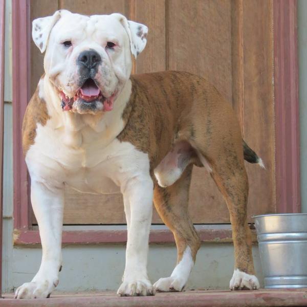 Hohenstein's Keno | Olde English Bulldogge 