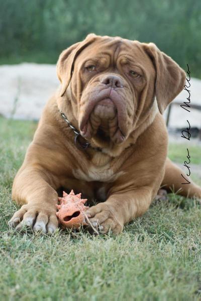 Biss Lujuria Los Picasos | Dogue de Bordeaux 