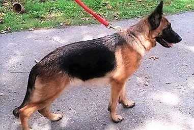 Zita Kenola | German Shepherd Dog 