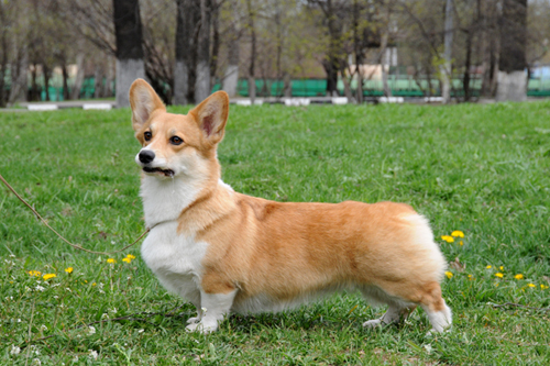 Hailait`s Irlandija | Pembroke Welsh Corgi 