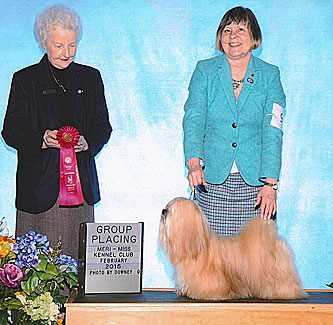 Red Fox's Strike it Rich | Lhasa Apso 