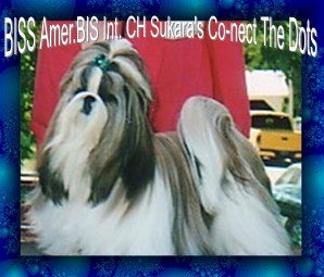 Sukara's Con-Nect The Dots | Shih Tzu 