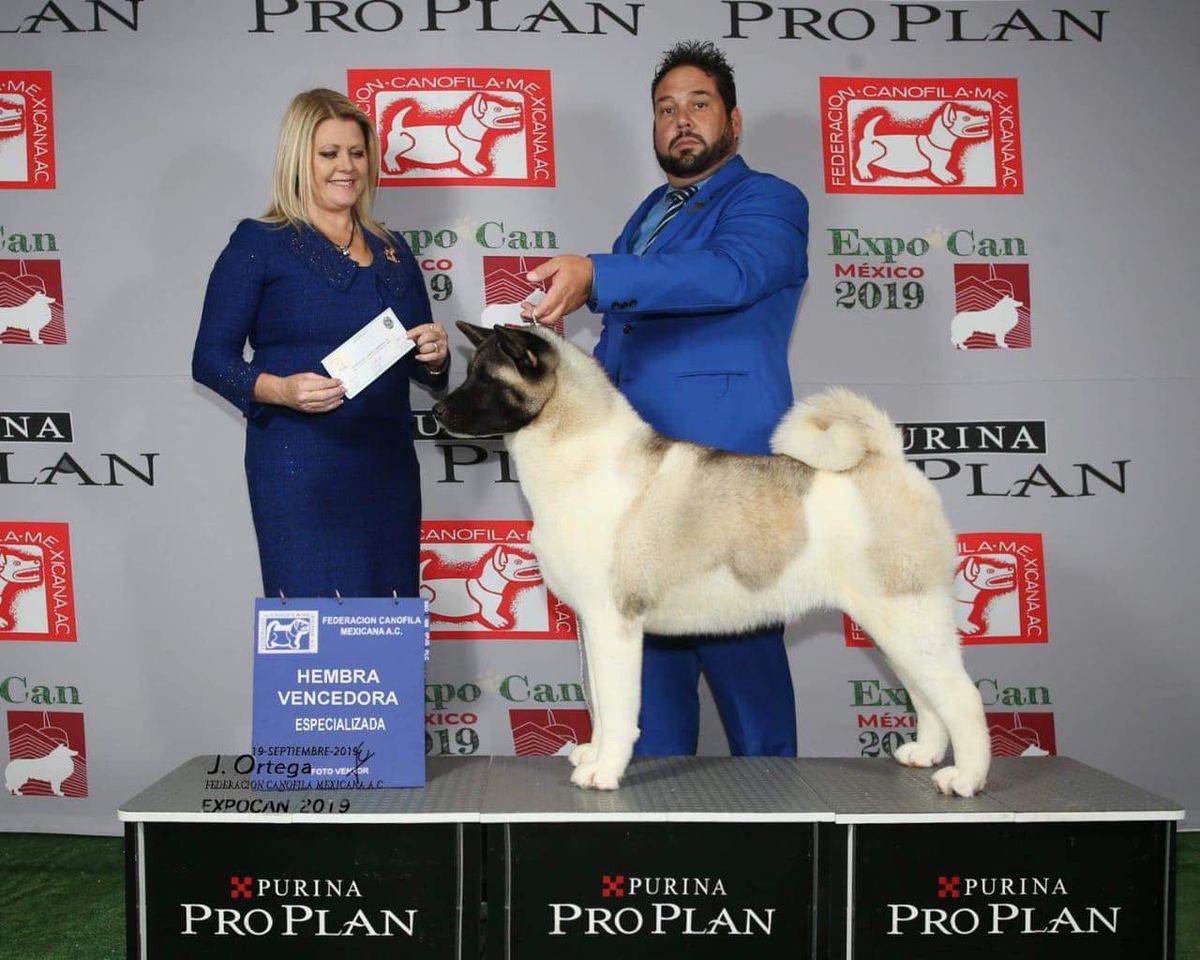 Northlake Spellbound | Akita 