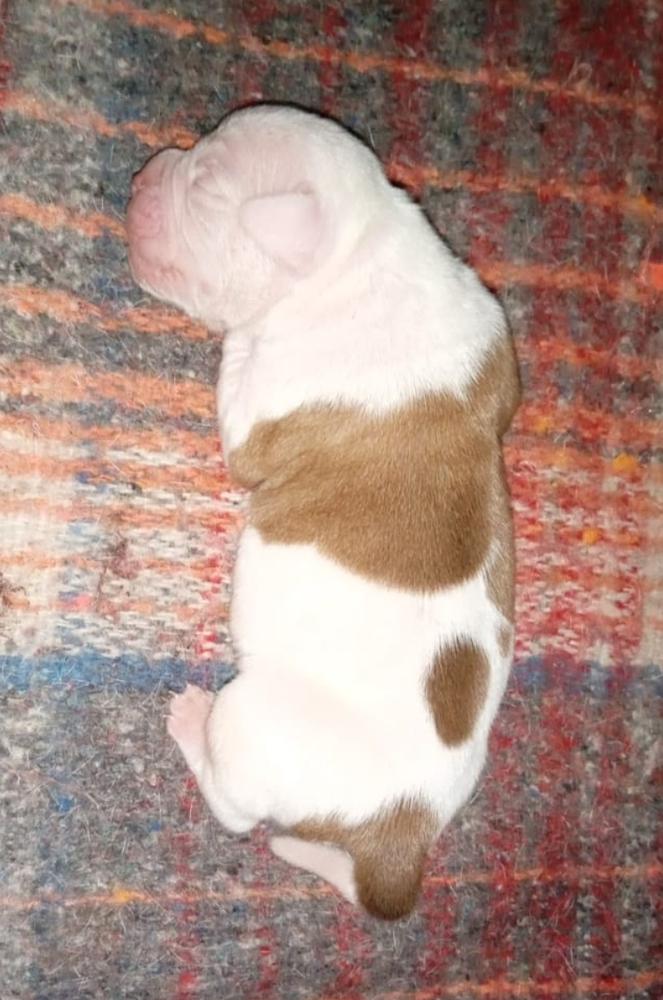 GH8a Puerto del Angel KAUIL dio del fuoco | American Bulldog 