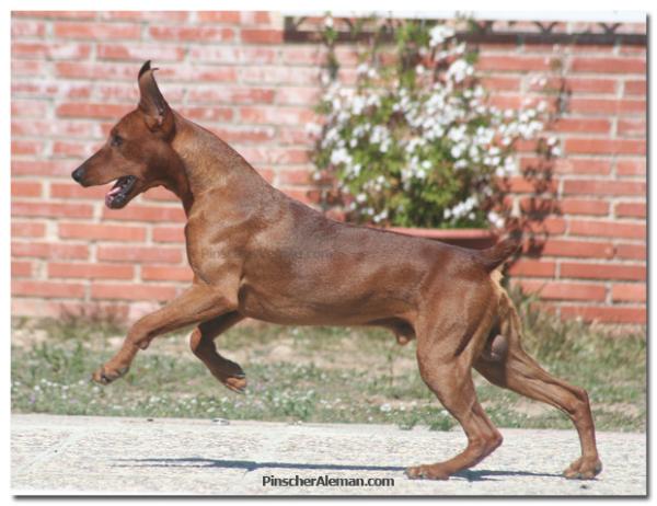 Angelsun EXCALIBUR | German Pinscher 